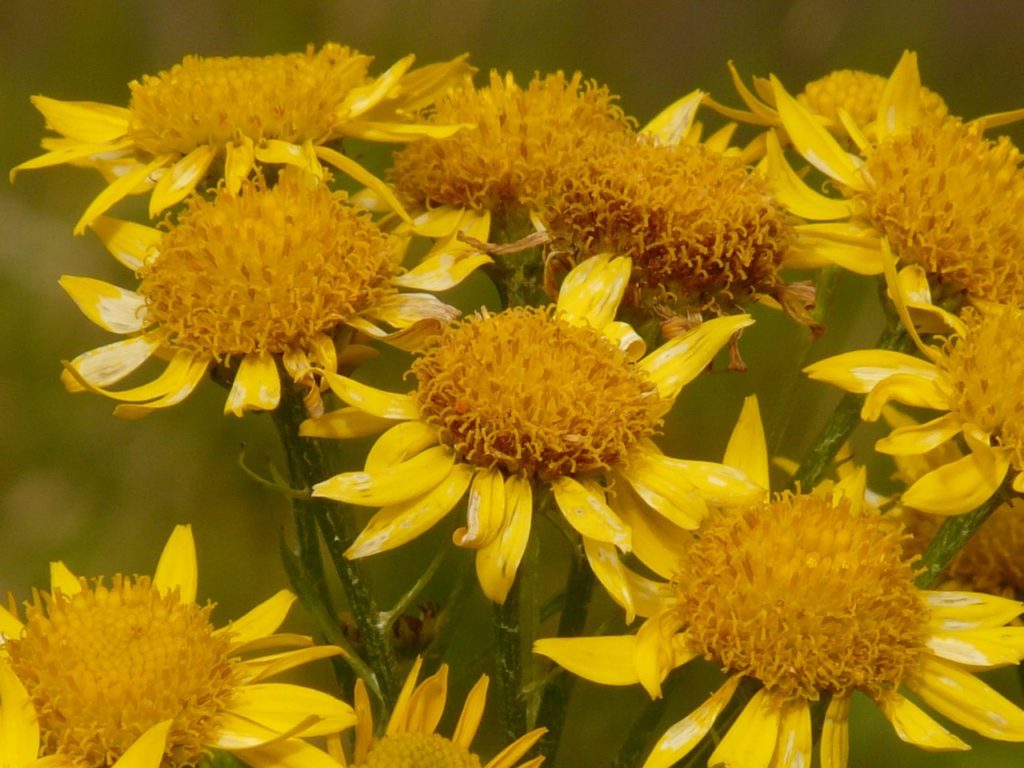 cueillir de l'arnica montana