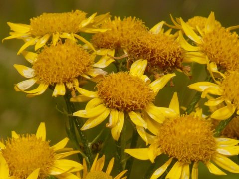 cueillir de l'arnica montana