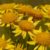 cueillir de l'arnica montana