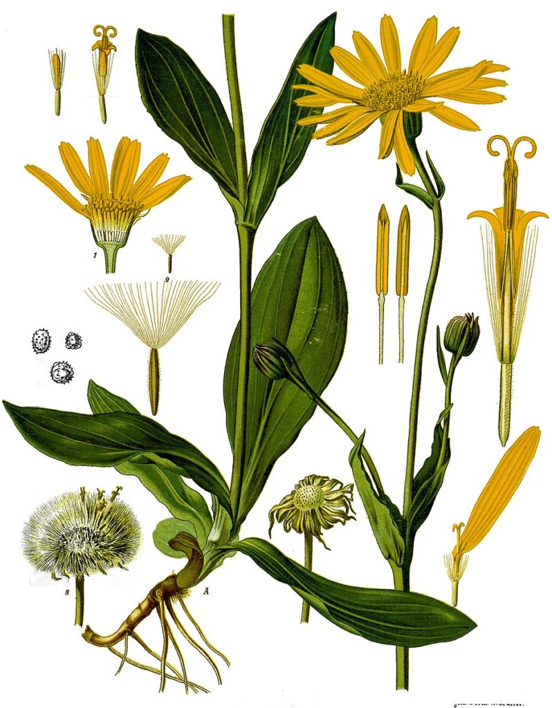 reconnaitre arnica montana
